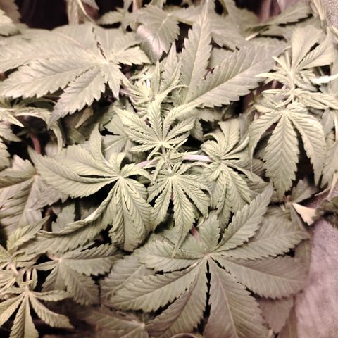 Gorilla Glue #2 growlog photo: Pre defoliación 