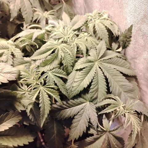 Gorilla Glue #2 growlog photo: Pre defoliación 