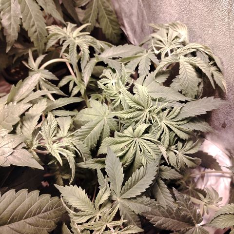 Gorilla Glue #2 growlog photo: Post defoliación 