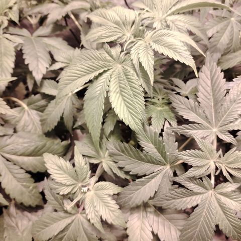 Black Domina 2 growlog photo: Post defoliación 