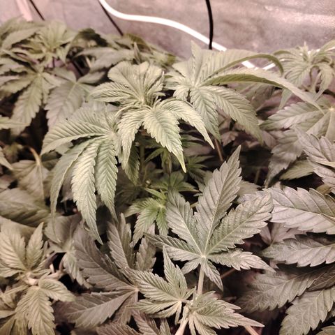 Black Domina 2 growlog photo: Post defoliación 