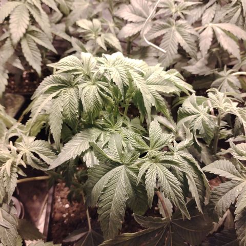 Black domina #3 growlog photo: Post defoliación 