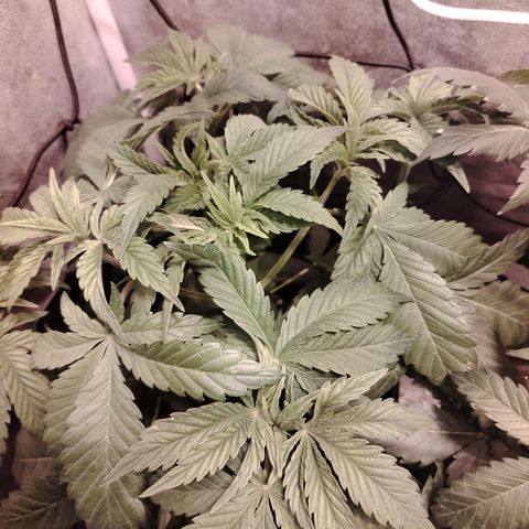 Sour Tangie 2 growlog photo: Post defoliación 
