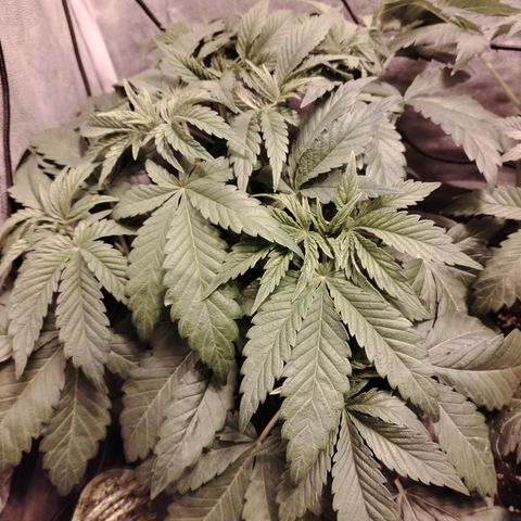 Sour Tangie 2 growlog photo: Pre defoliación 