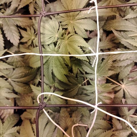 Black Domina 2 growlog photo: Post defoliación 