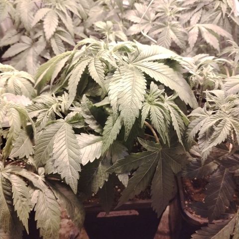 Black domina #3 growlog photo: Pre defoliación 