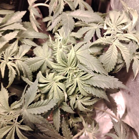 Gorilla Glue #2 growlog photo: Post defoliación 