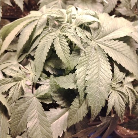 Black domina #3 growlog photo: Pre defoliación 