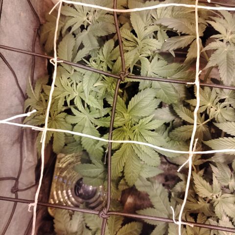 Sour Tangie 2 growlog photo: Post defoliación 