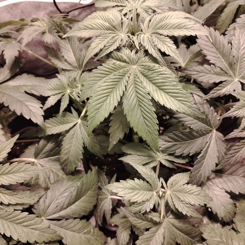 Black Domina 2 growlog photo: Post defoliación 