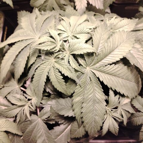 Black domina #3 growlog photo: Pre defoliación 