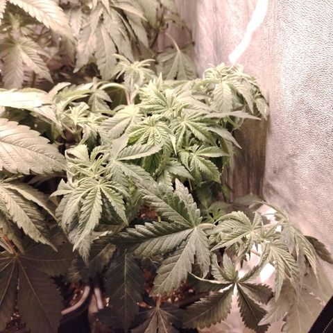 Gorilla Glue #2 growlog photo: Post defoliación 
