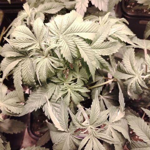 Black domina #3 growlog photo: Post defoliación 