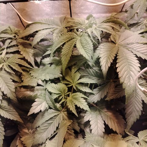 Black Domina 2 growlog photo: Pre defoliación 