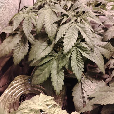 Sour Tangie 2 growlog photo: Pre defoliación 
