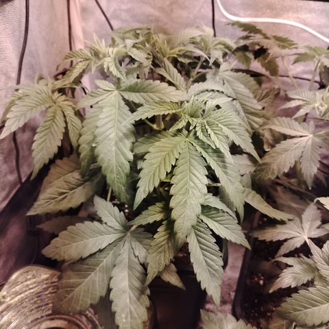 Sour Tangie 2 growlog photo: Post defoliación 