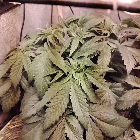Sour Tangie 2 growlog photo: Pre defoliación 