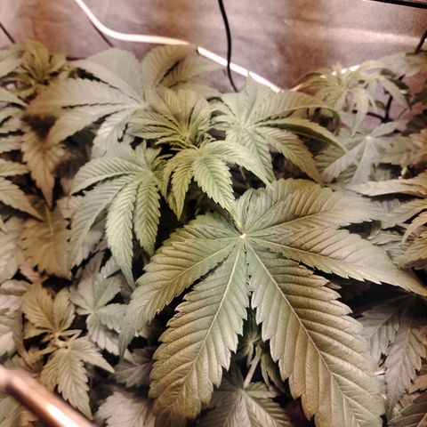 Black Domina 2 growlog photo: Pre defoliación 