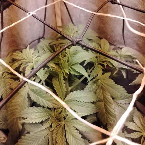 Sour Tangie 2 growlog photo: Post defoliación 