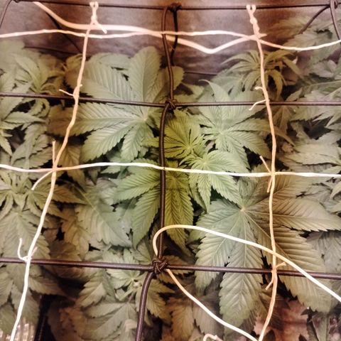 Black Domina 2 growlog photo: Pre defoliación 