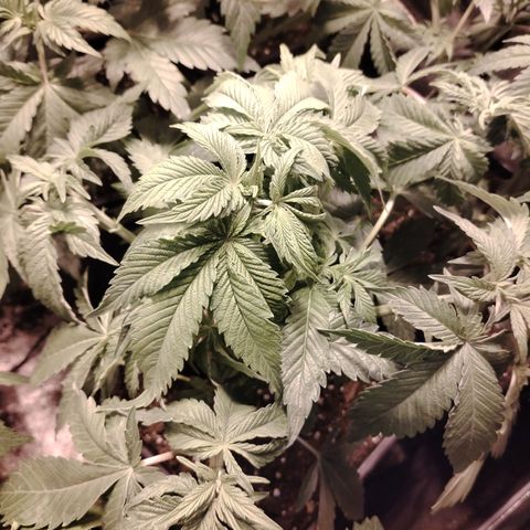 Black domina #3 growlog photo: Post defoliación 