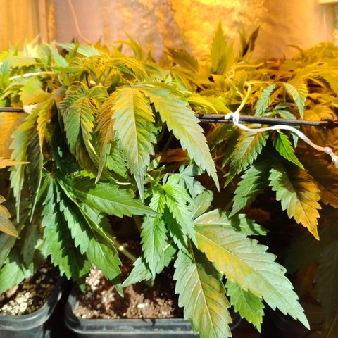 Sour tangie 1 growlog photo: Pre defoliación y poda 