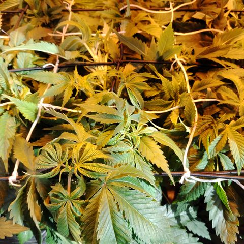Sour tangie 1 growlog photo: Pre defoliación y poda 
