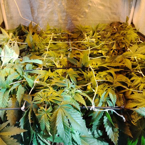 Sour tangie 1 growlog photo: Pre defoliación y poda 