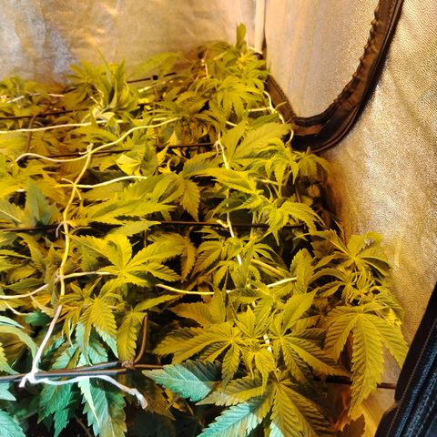 Gorilla Glue #2 growlog photo: Pre defoliación y poda 