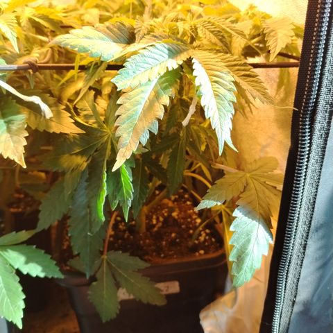 Gorilla Glue #2 growlog photo: Pre defoliación y poda 