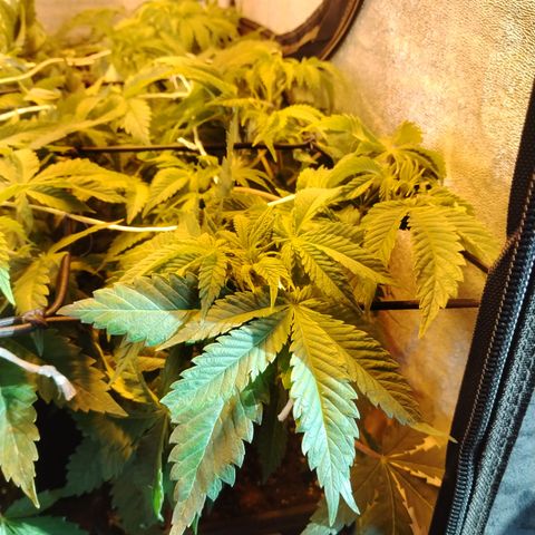 Gorilla Glue #2 growlog photo: Pre defoliación y poda 