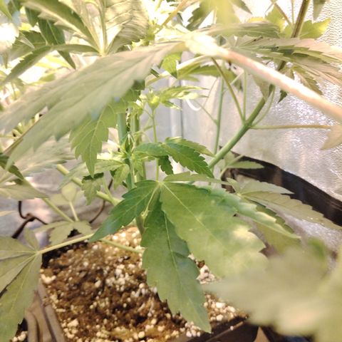 Gorila glue 1 growlog photo: Pre defoliación y poda 