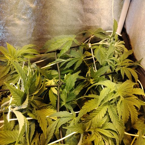 Gorila glue 1 growlog photo: Pre defoliación y poda 