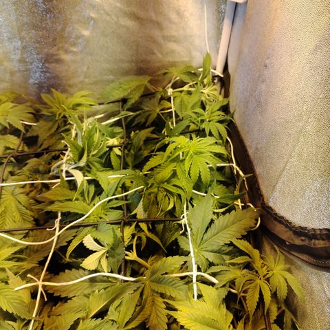 Gorila glue 1 growlog photo: Pre defoliación y poda 
