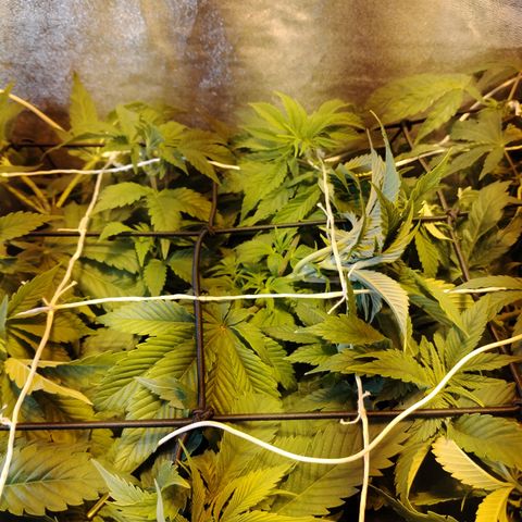Black Domina 2 growlog photo: Pre defoliación y poda 