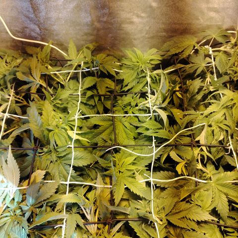 Black Domina 2 growlog photo: Pre defoliación y poda 