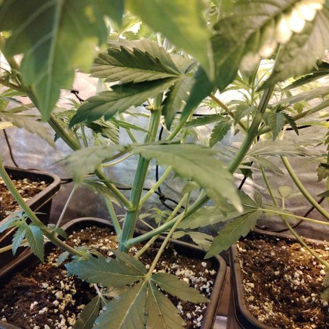 Black Domina 2 growlog photo: Pre defoliación y poda 