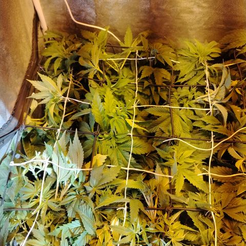 Sour Tangie 2 growlog photo: Pre defoliación y poda 