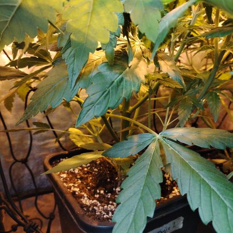 Sour Tangie 2 growlog photo: Pre defoliación y poda 