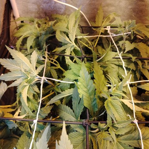 Sour Tangie 2 growlog photo: Pre defoliación y poda 