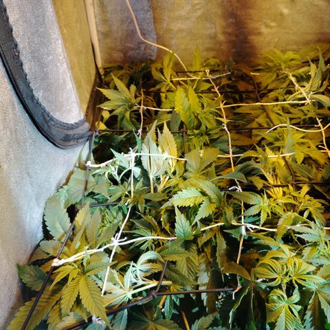 Black domina #3 growlog photo: Pre defoliación y poda 