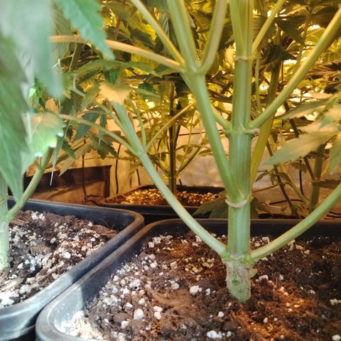 Gorila glue 1 growlog photo: Pre defoliación y poda 