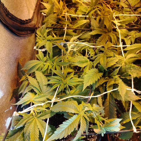 Black domina #3 growlog photo: Post defoliación y poda 