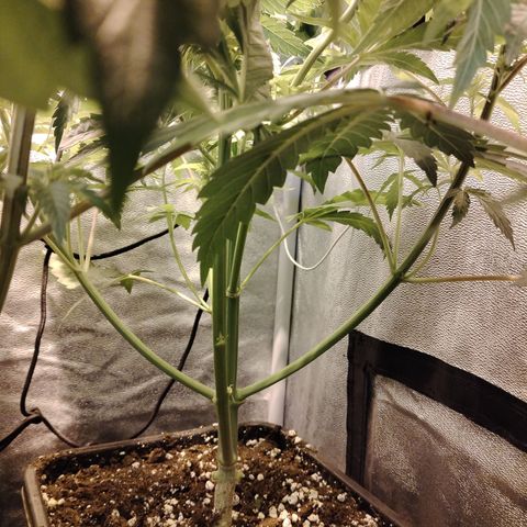 Gorila glue 1 growlog photo: Post defoliación y poda 