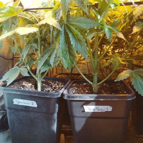 Gorila glue 1 growlog photo: Pre defoliación y poda 