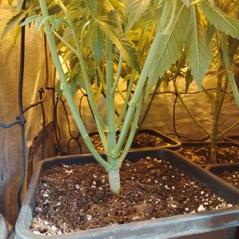 Black domina #3 growlog photo: Post defoliación y poda 