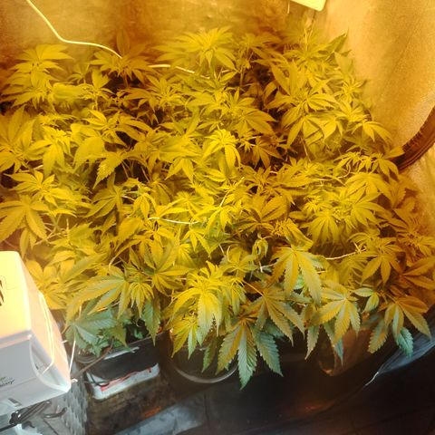 Gorila glue 1 growlog photo: Post defoliación 