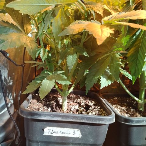 Black domina #3 growlog photo: Pre defoliación y poda 