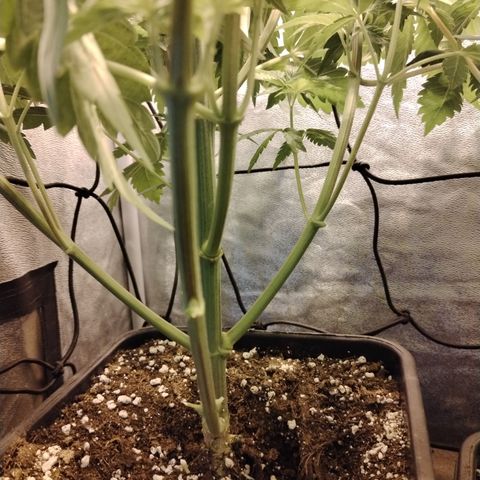 Sour Tangie 2 growlog photo: Post defoliación y poda 