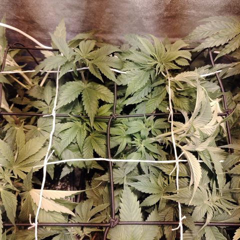 Black Domina 2 growlog photo: Post defoliación y poda 